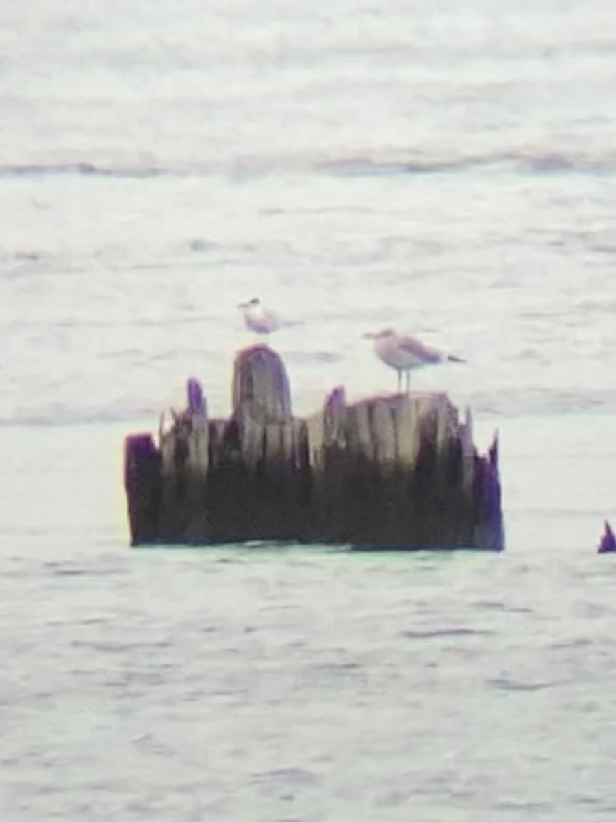 Forster's Tern - ML380878731
