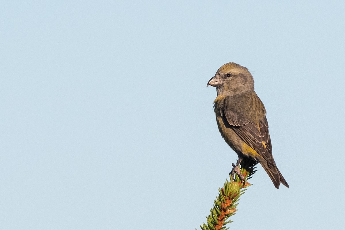 Red Crossbill - ML380879761