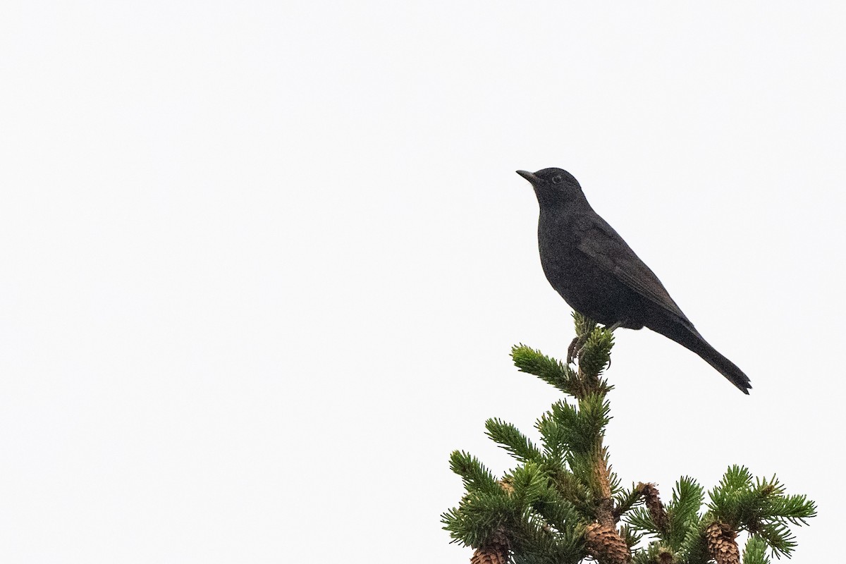 Eurasian Blackbird - ML380879791