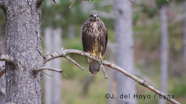 Common Buzzard - ML380879881