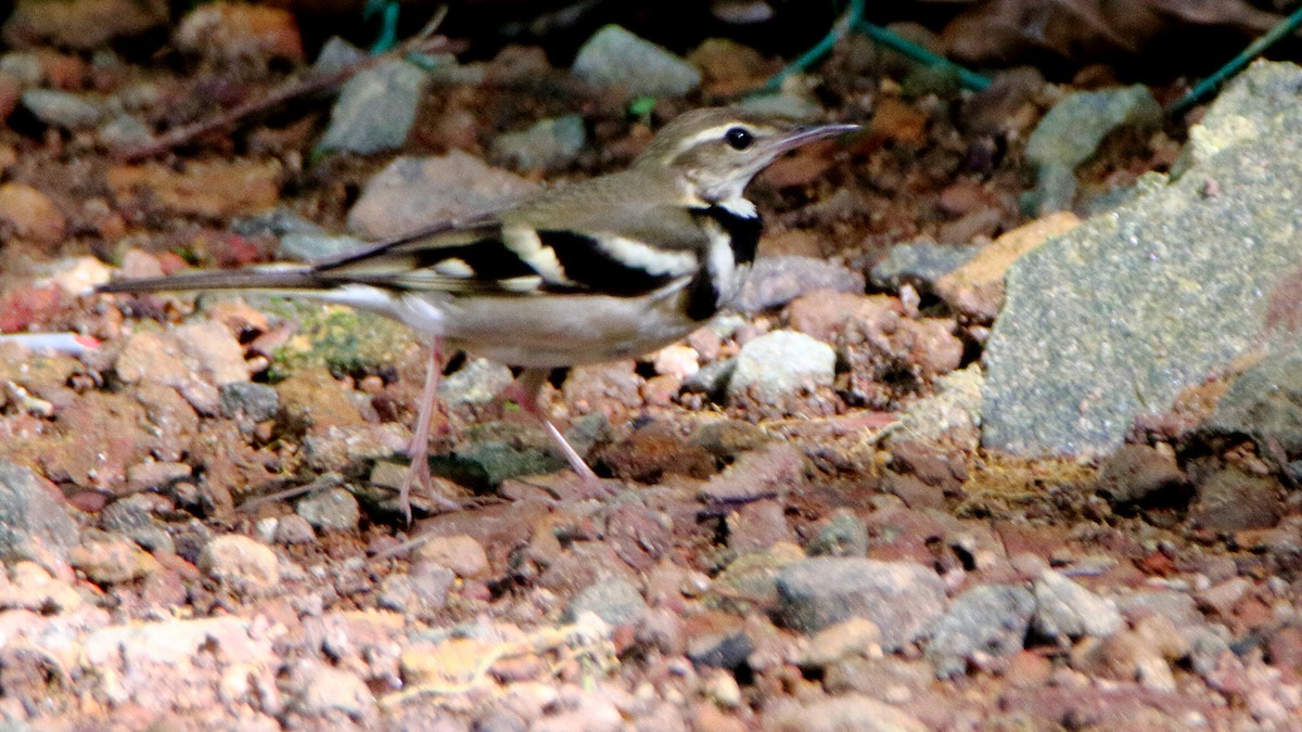 Forest Wagtail - ML380881761