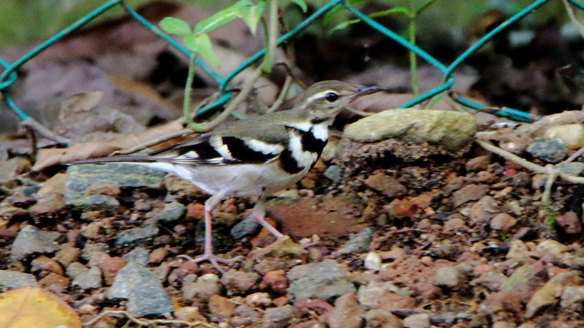 Forest Wagtail - ML380881771