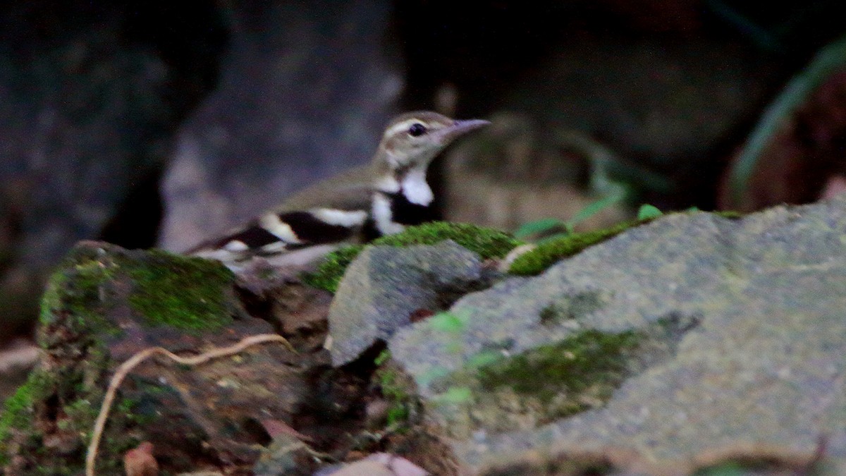 Forest Wagtail - ML380881781