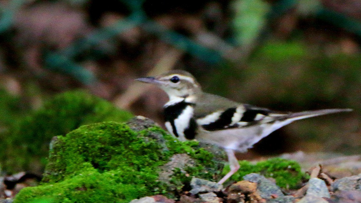 Forest Wagtail - ML380881801