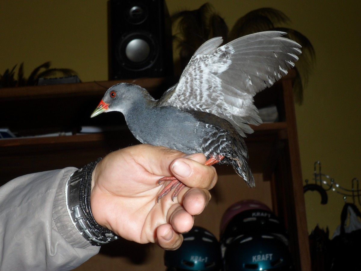 Paint-billed Crake - Alyson Melo