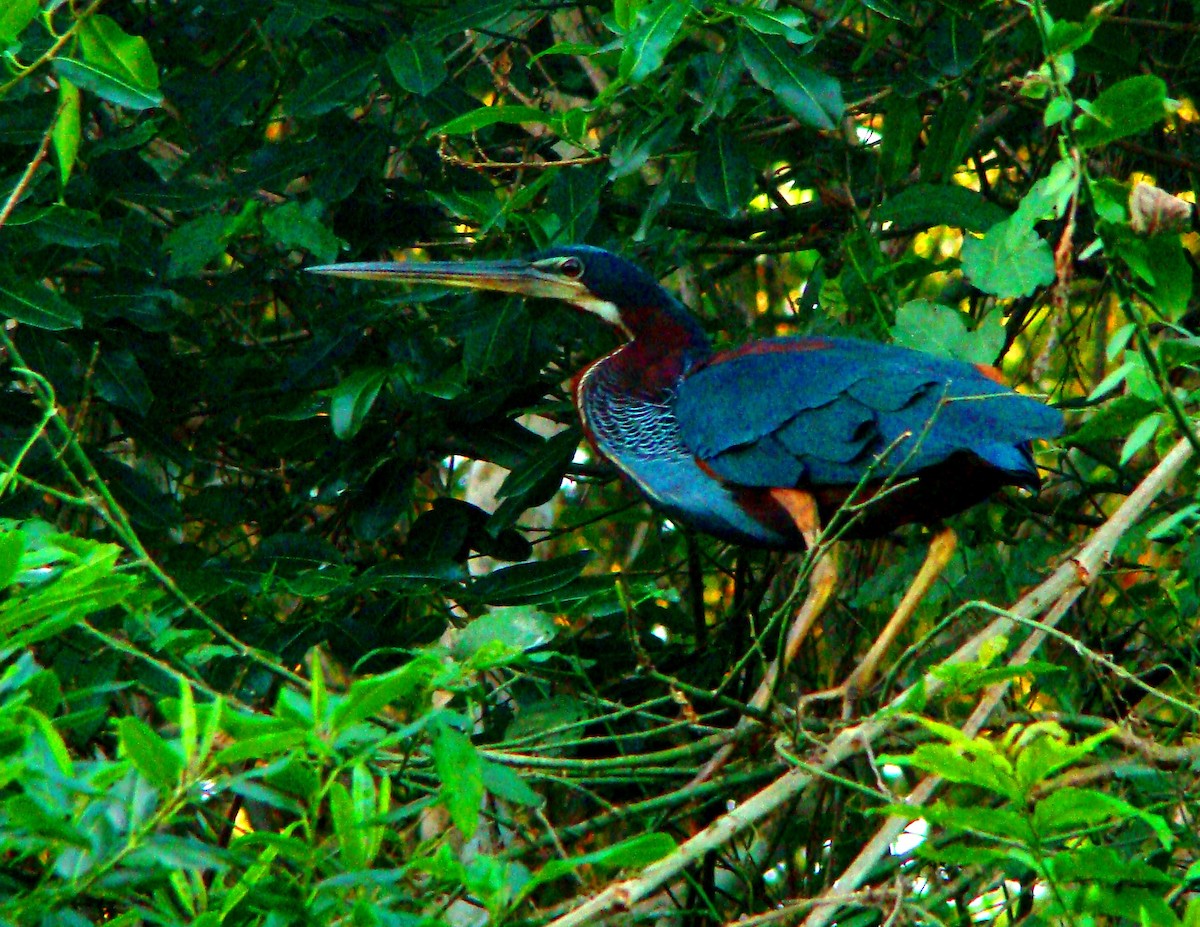Agami Heron - Alyson Melo