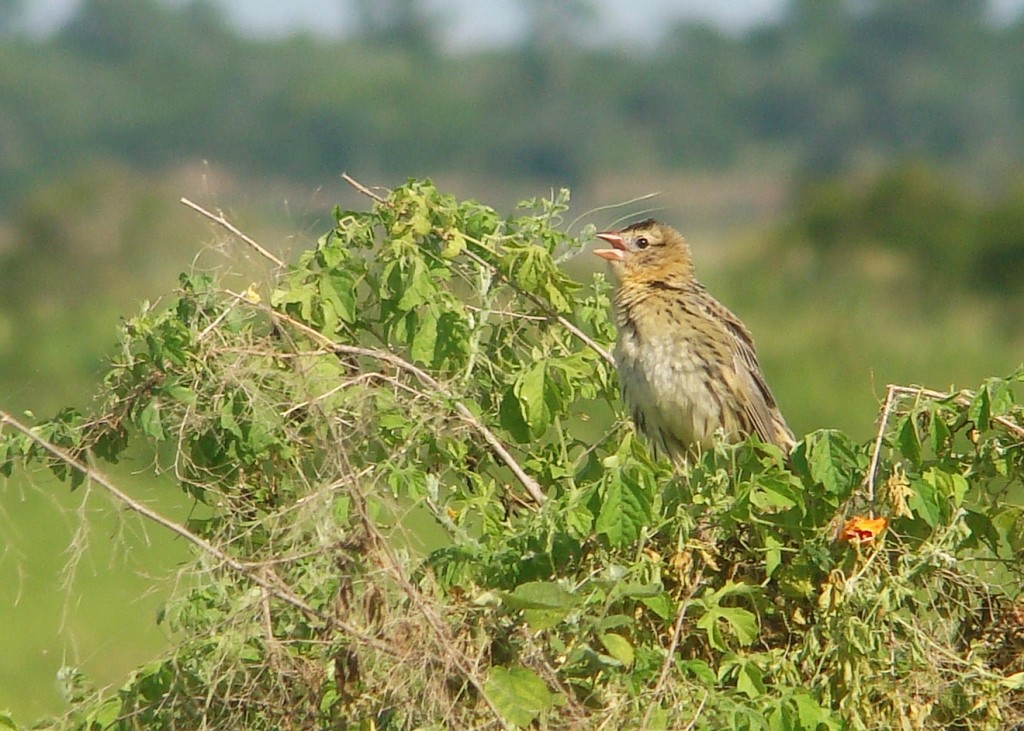 Bobolink - ML380883111