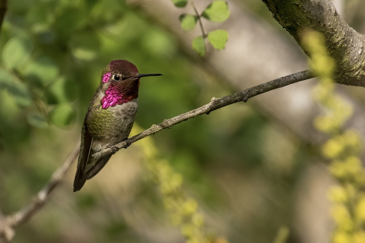 Anna's Hummingbird - Matt Felperin