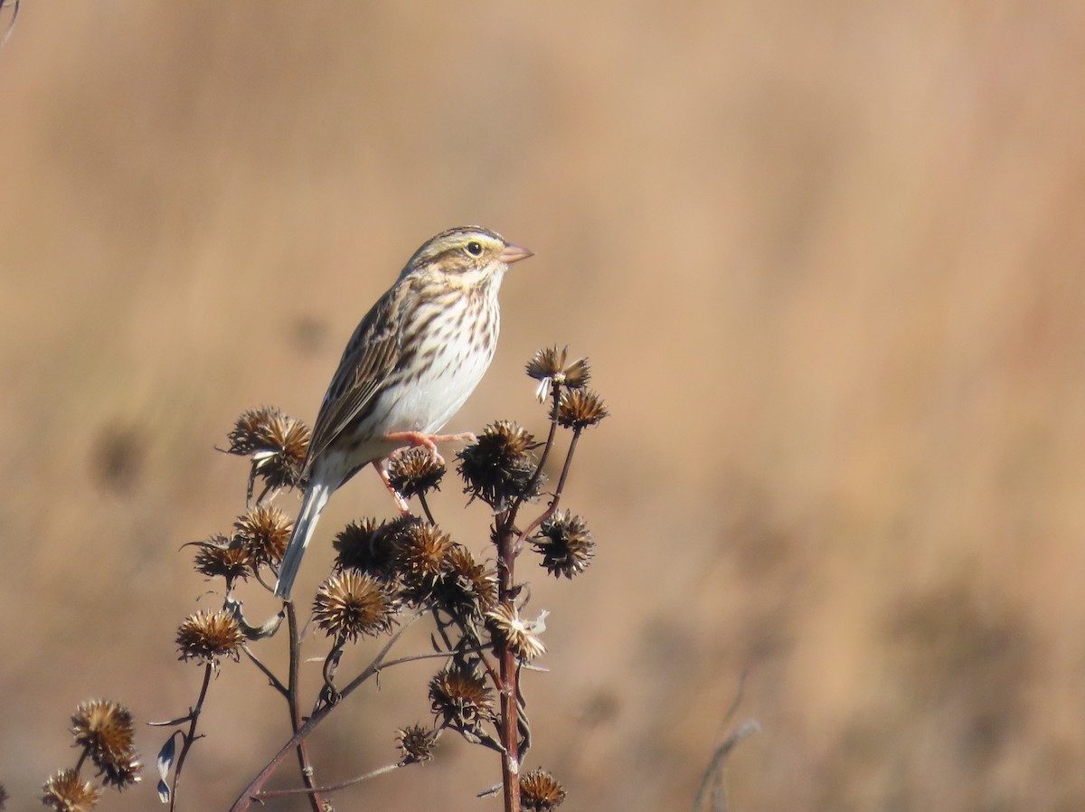 Savannah Sparrow - ML380883281