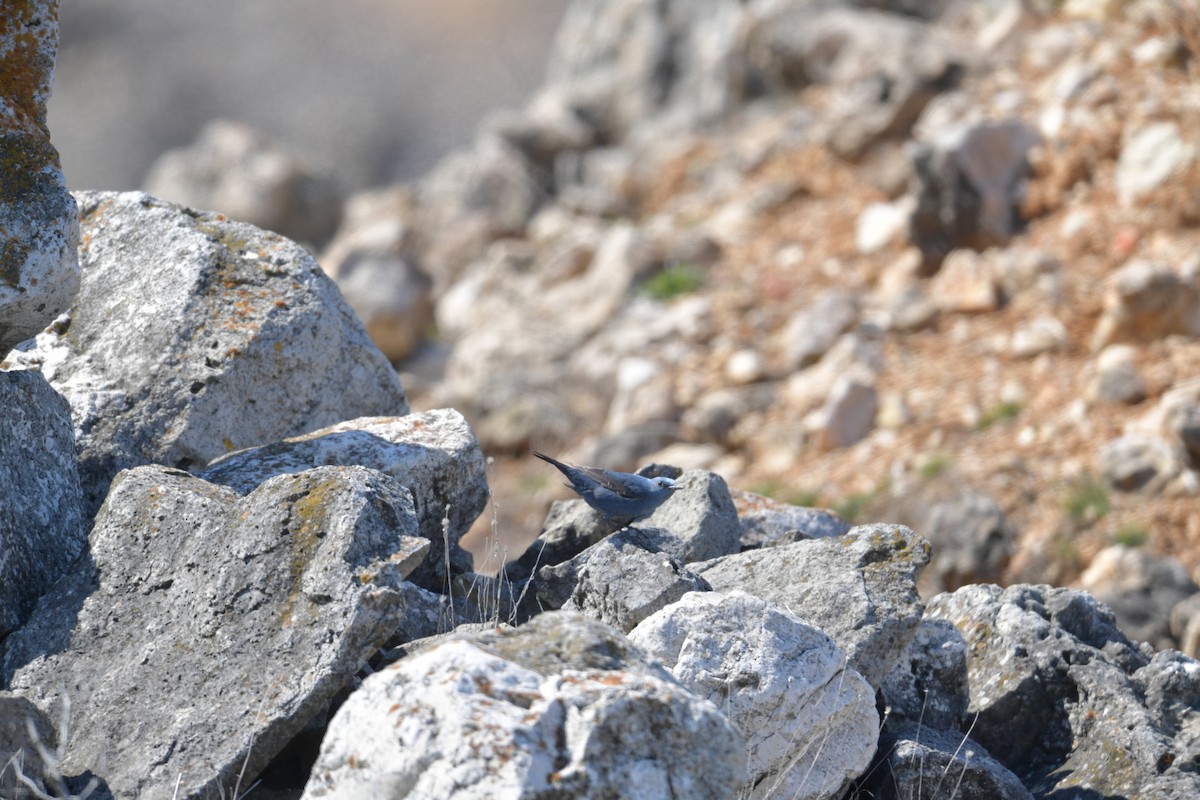 Blue Rock-Thrush - ML380883381