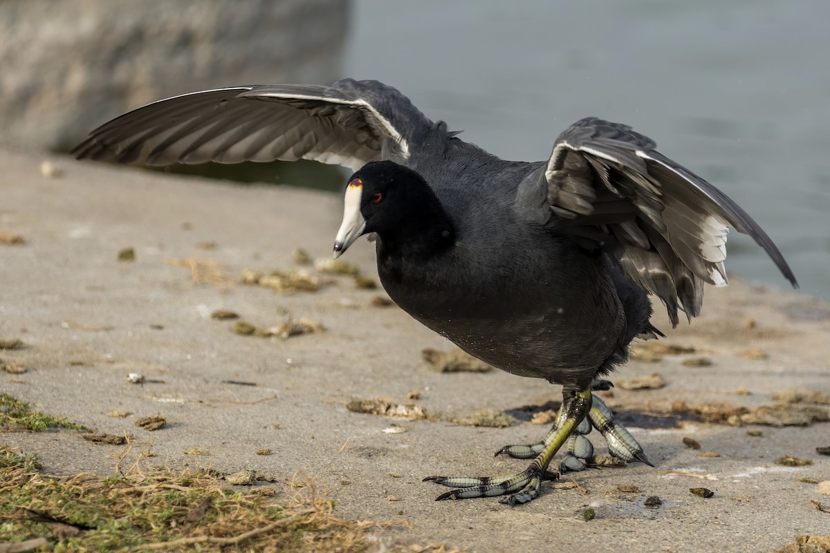 American Coot - ML380883531