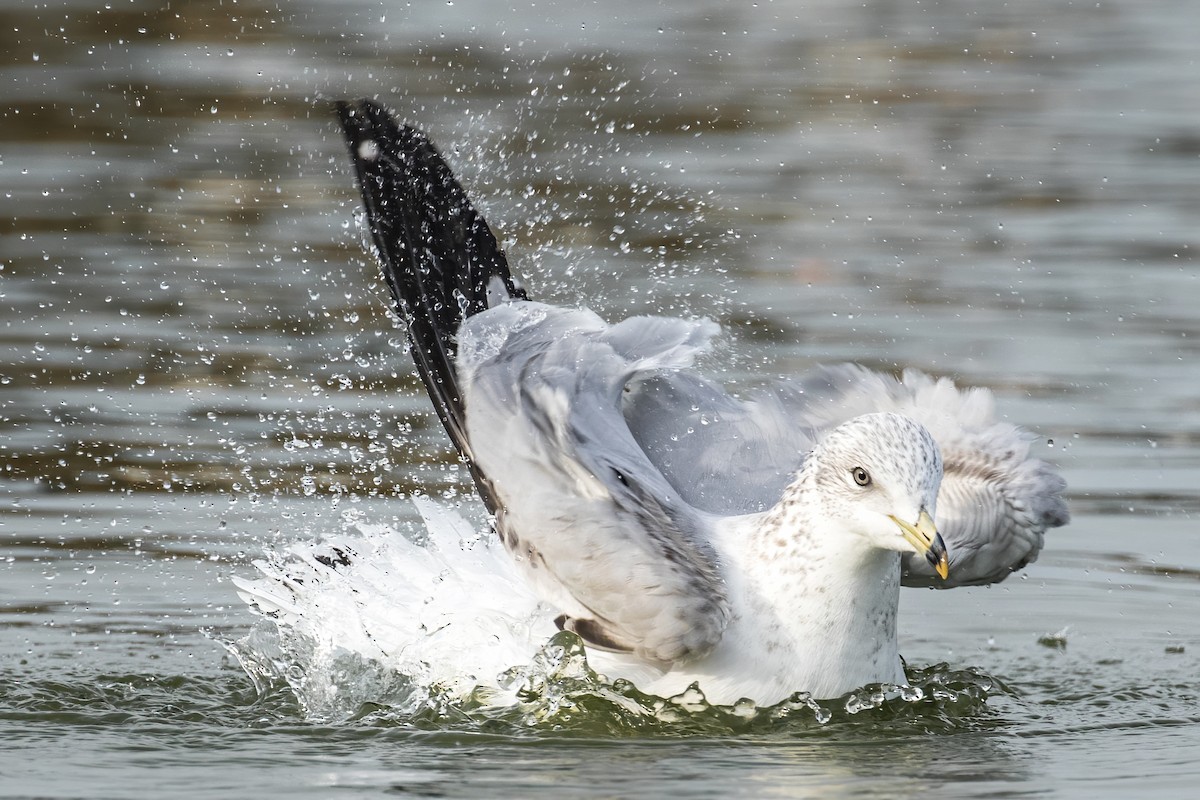 Ring-billed Gull - ML380883701