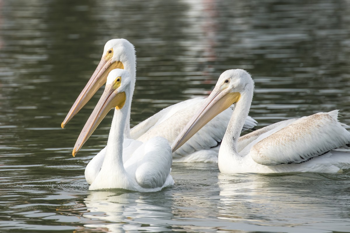 American White Pelican - ML380883781