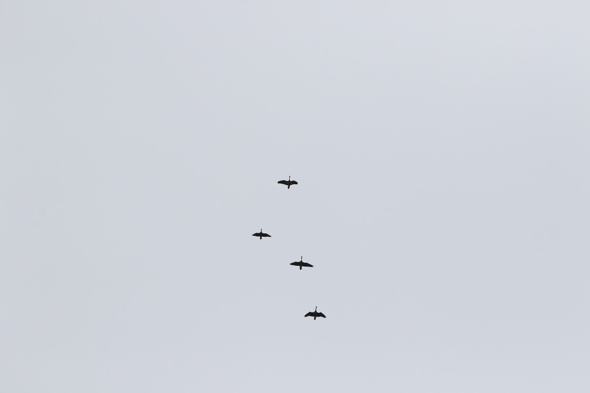 Cackling Goose (Richardson's) - ML380884311