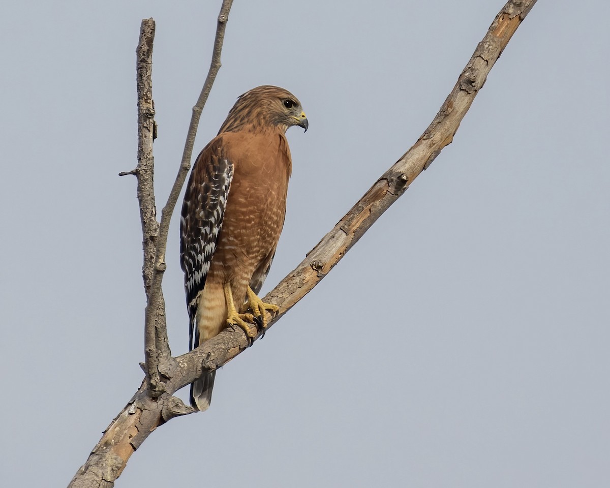 Red-shouldered Hawk - ML380884441