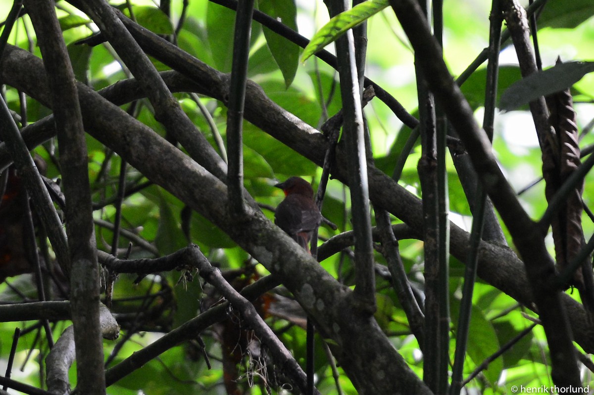 Red-throated Ant-Tanager - Henrik Thorlund