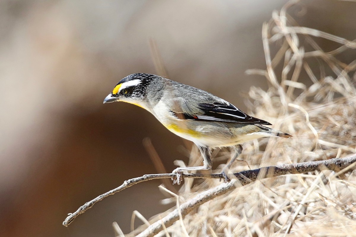 Streifenpanthervogel - ML38088481