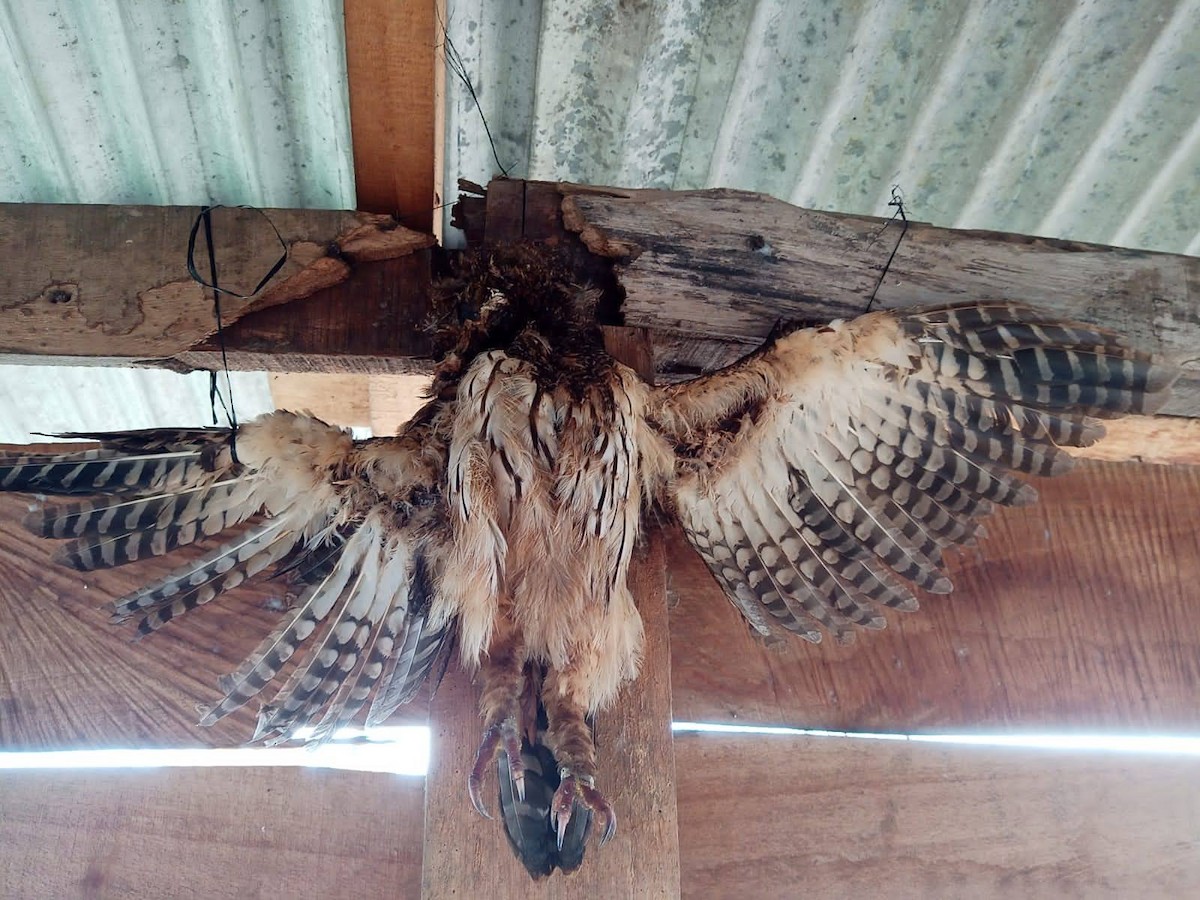 Mottled Owl - ML380884821