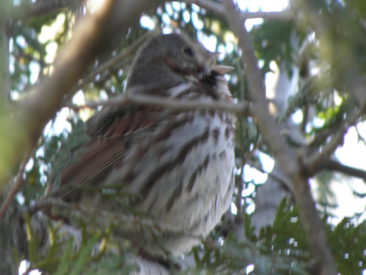 Fox Sparrow - Takayuki Uchida