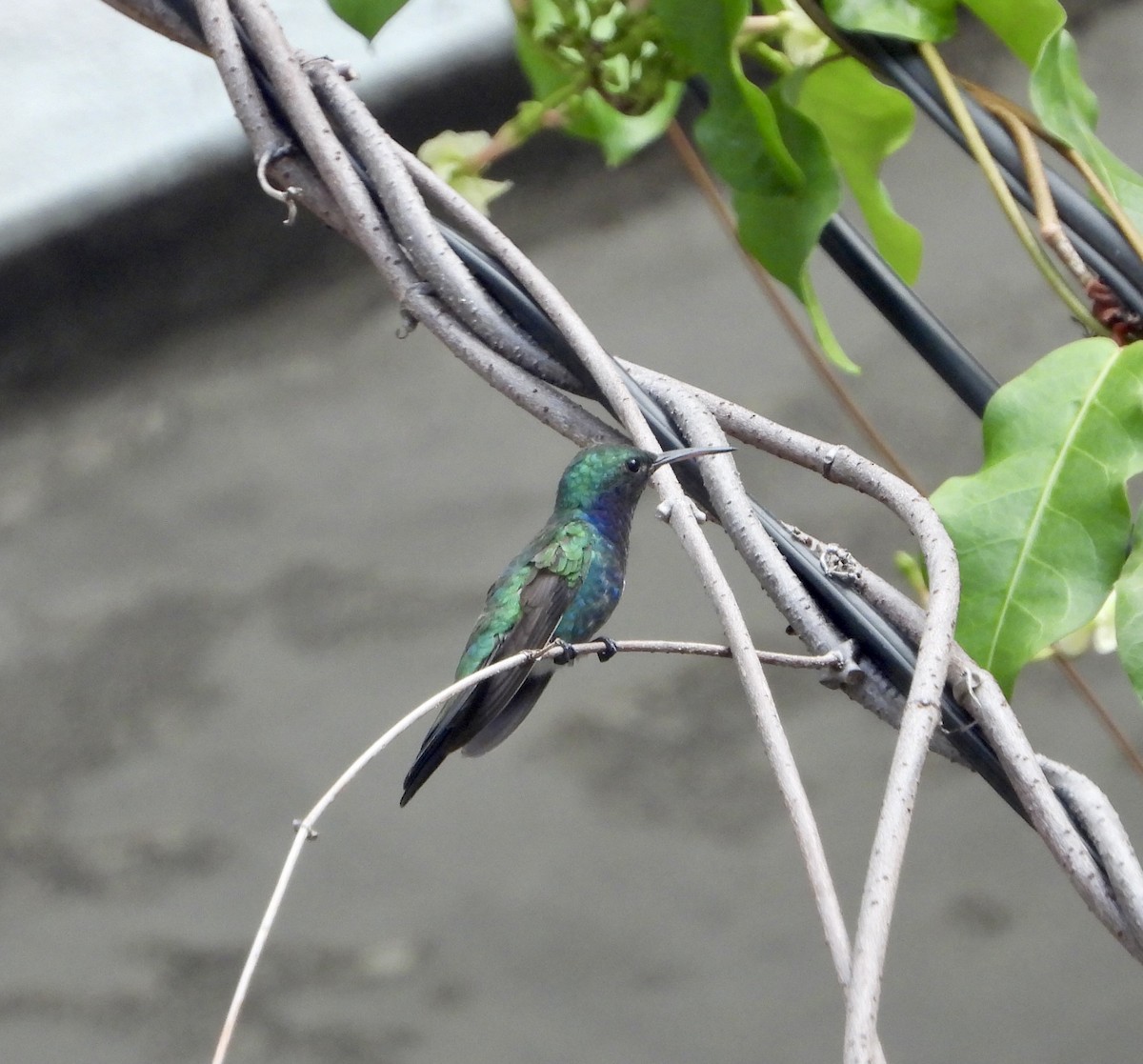 Sapphire-throated Hummingbird - ML380886061