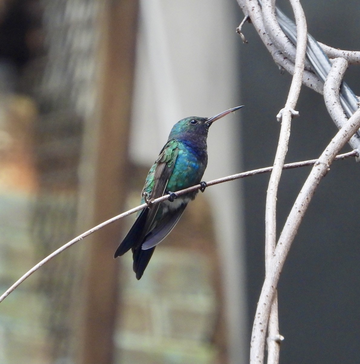 Sapphire-throated Hummingbird - ML380886121