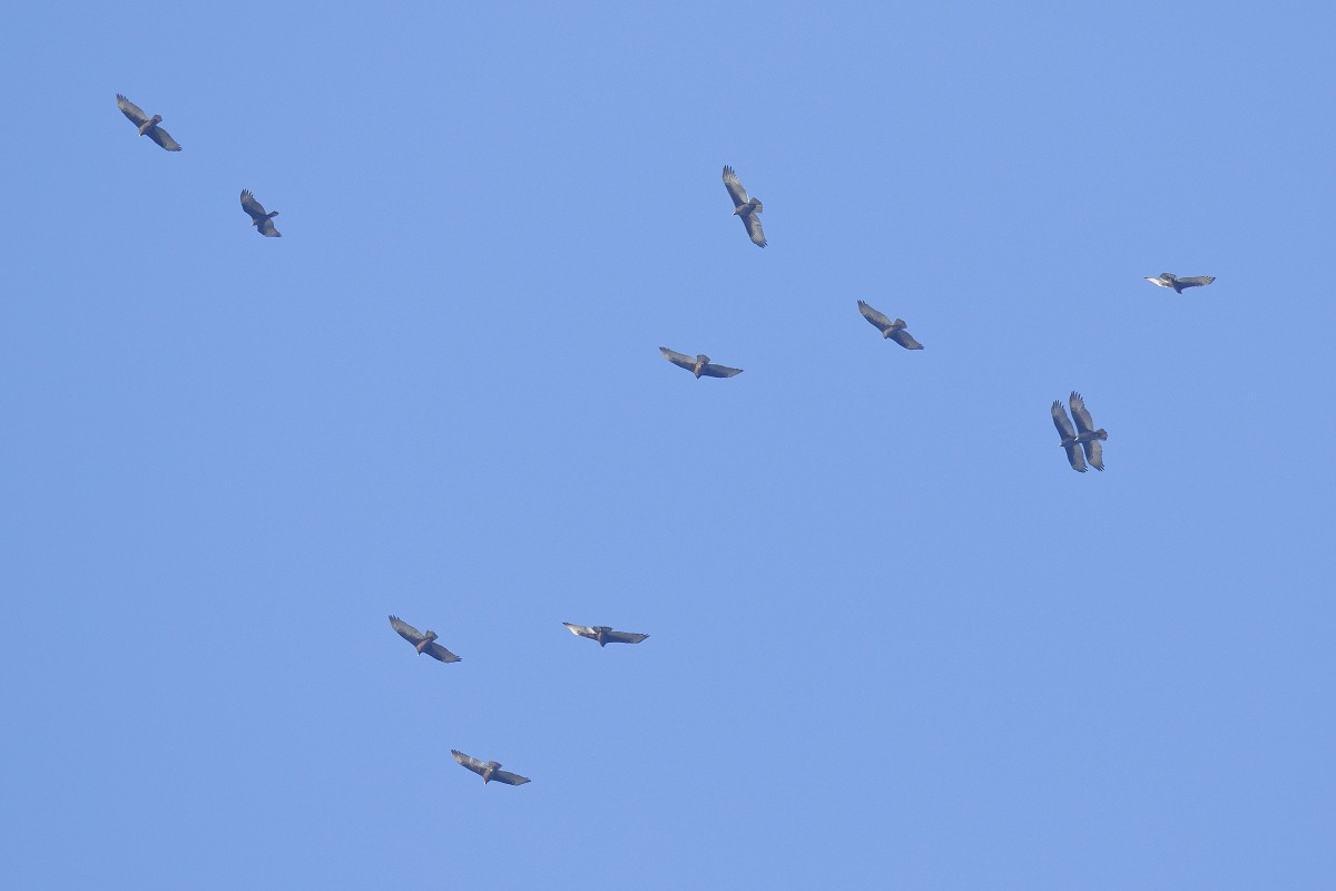 Turkey Vulture - ML380889431