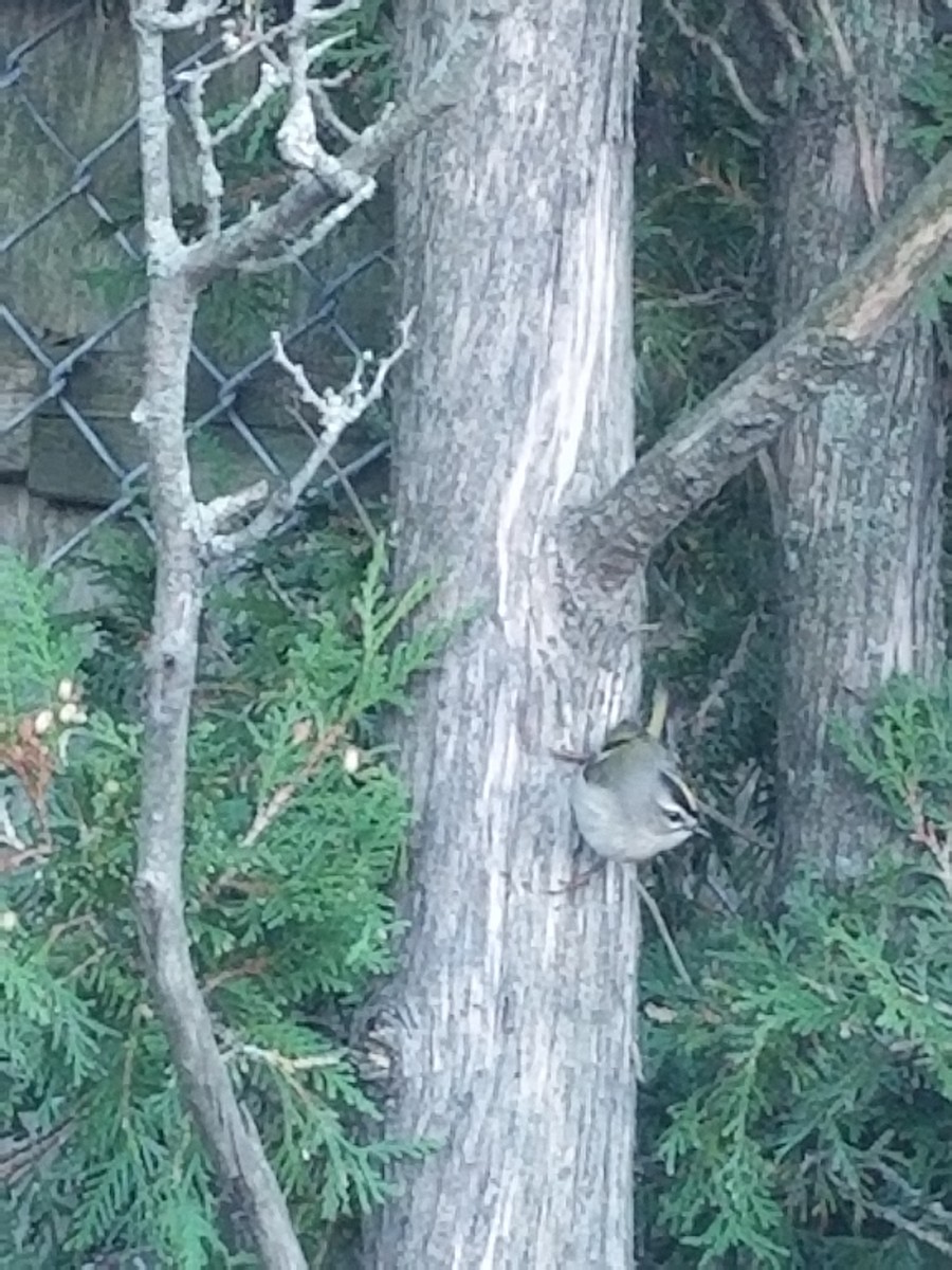 Golden-crowned Kinglet - ML380891741