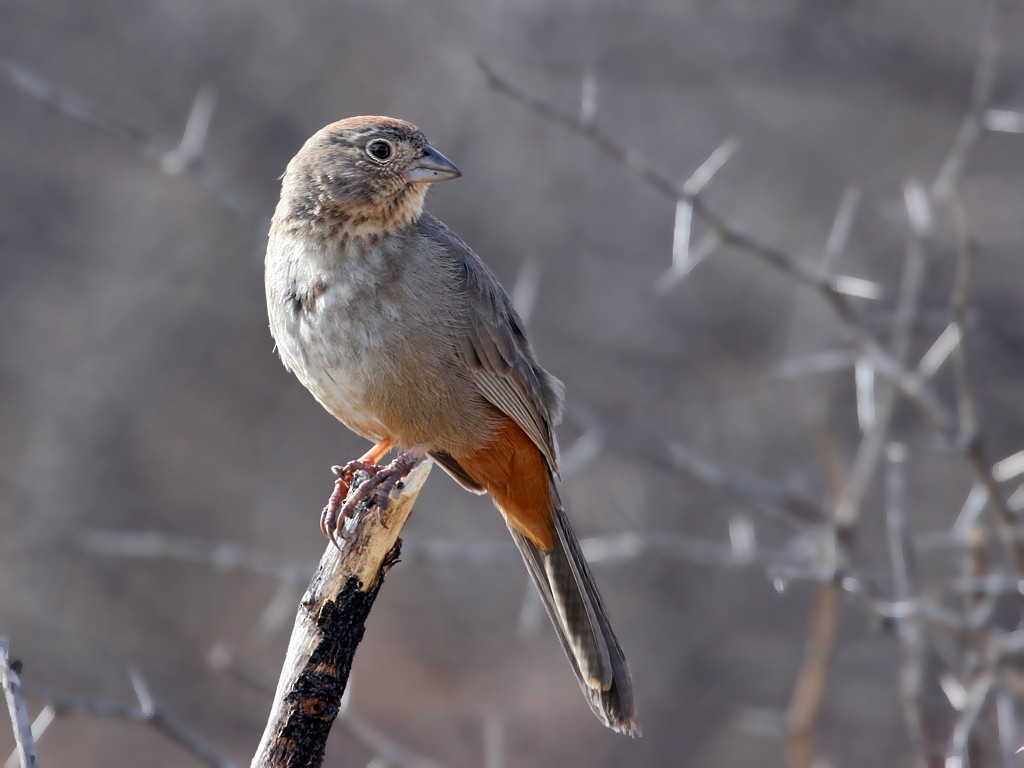 Canyon Towhee - ML38089211