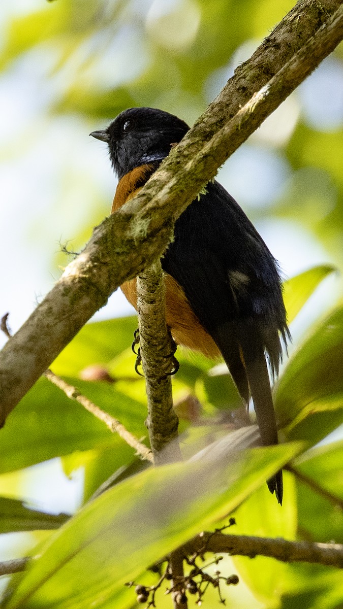 Rufous-vented Niltava - ML380892251