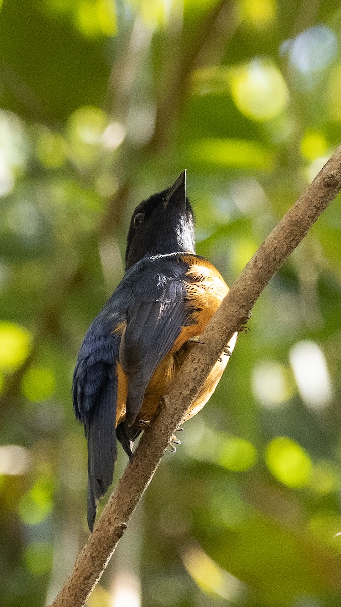 Sumatrablauschnäpper - ML380892301