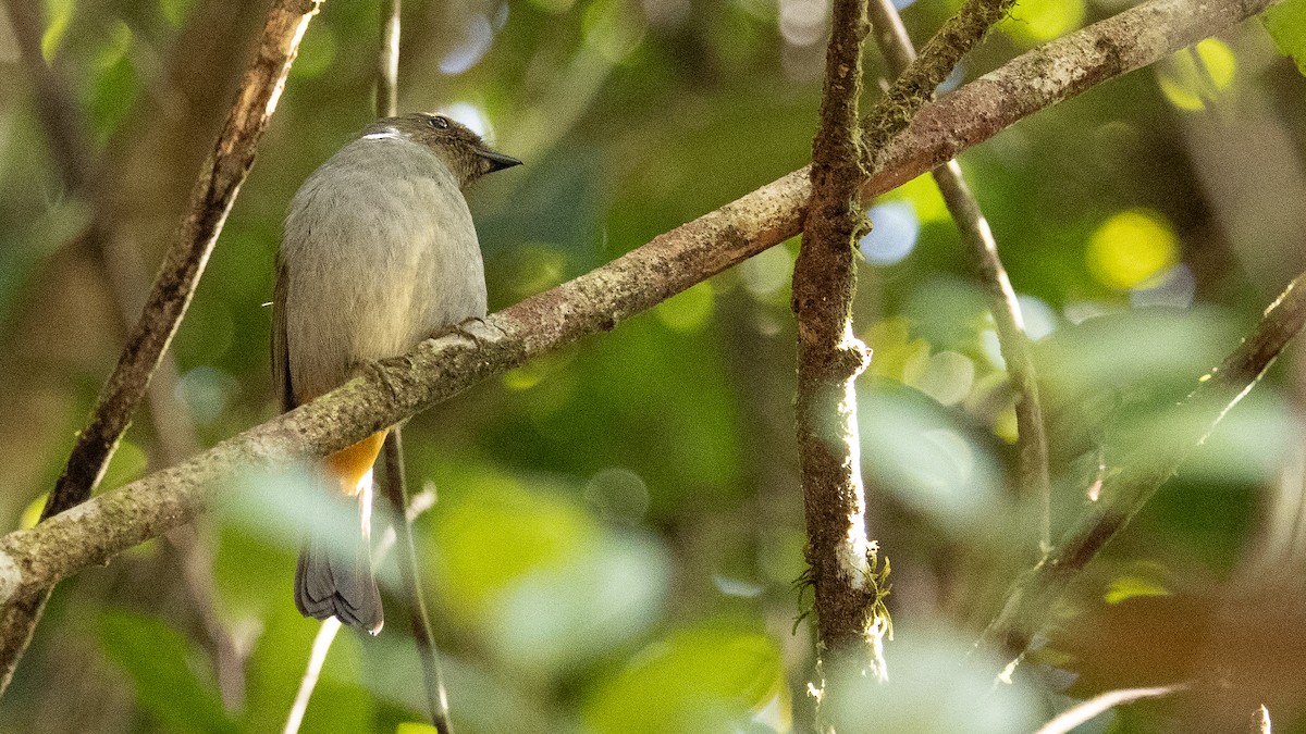 Rufous-vented Niltava - ML380892331