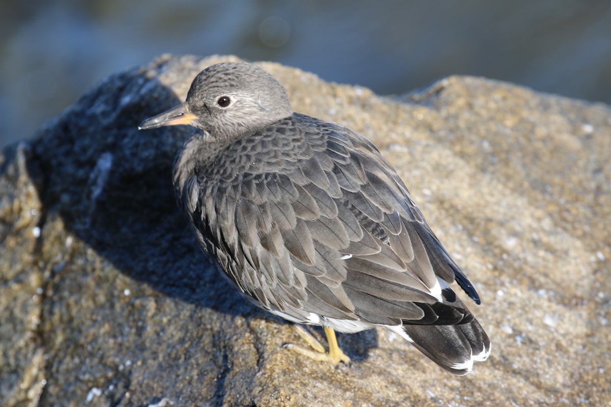 Surfbird - ML38089441