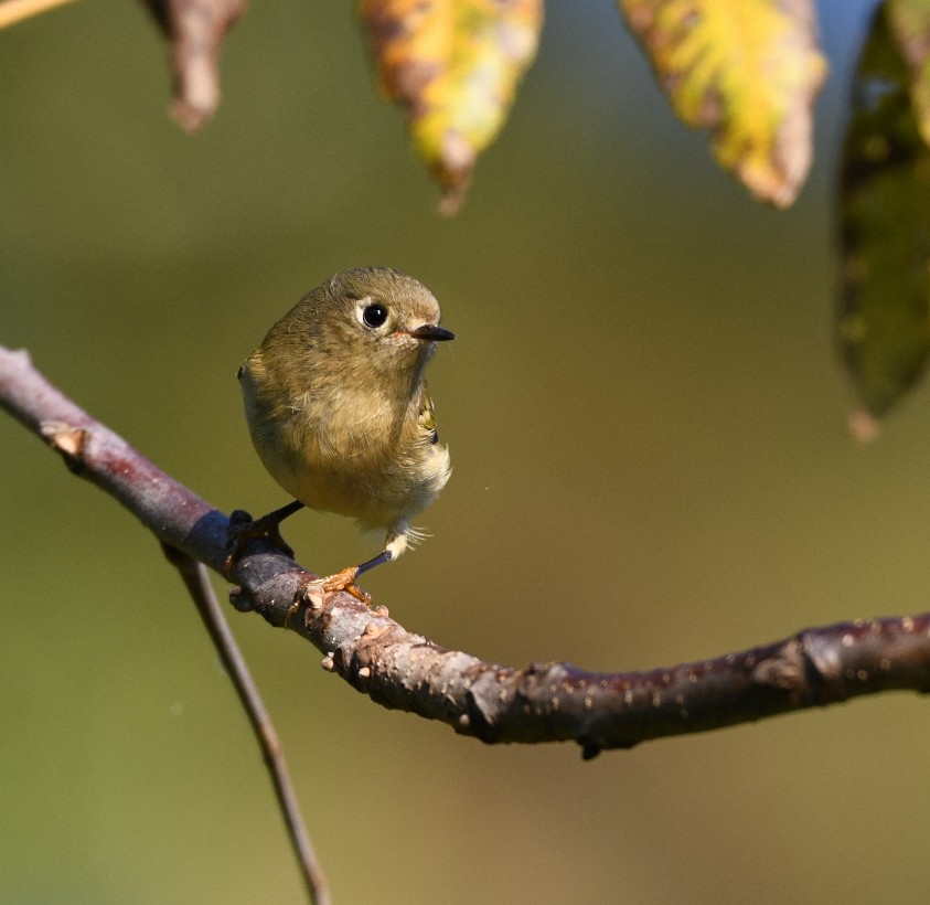 Ruby-crowned Kinglet - ML380894681