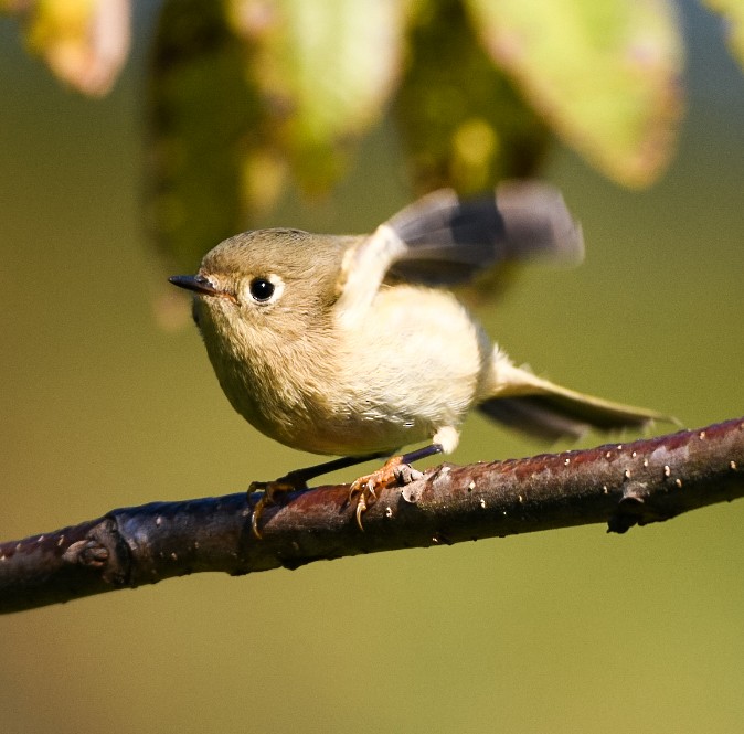 Ruby-crowned Kinglet - ML380894691