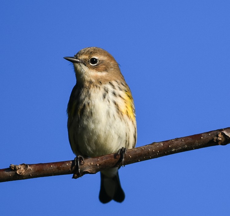 Yellow-rumped Warbler - Liling Warren