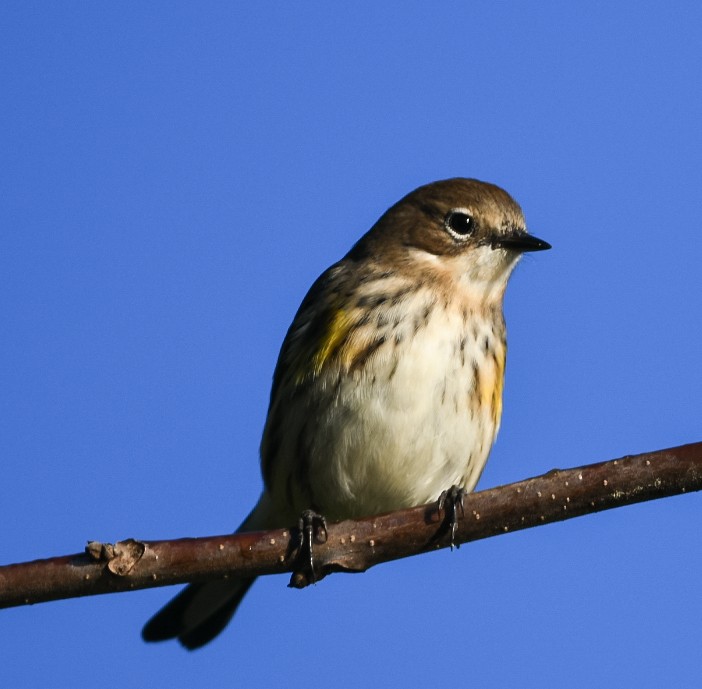 Yellow-rumped Warbler - ML380894761