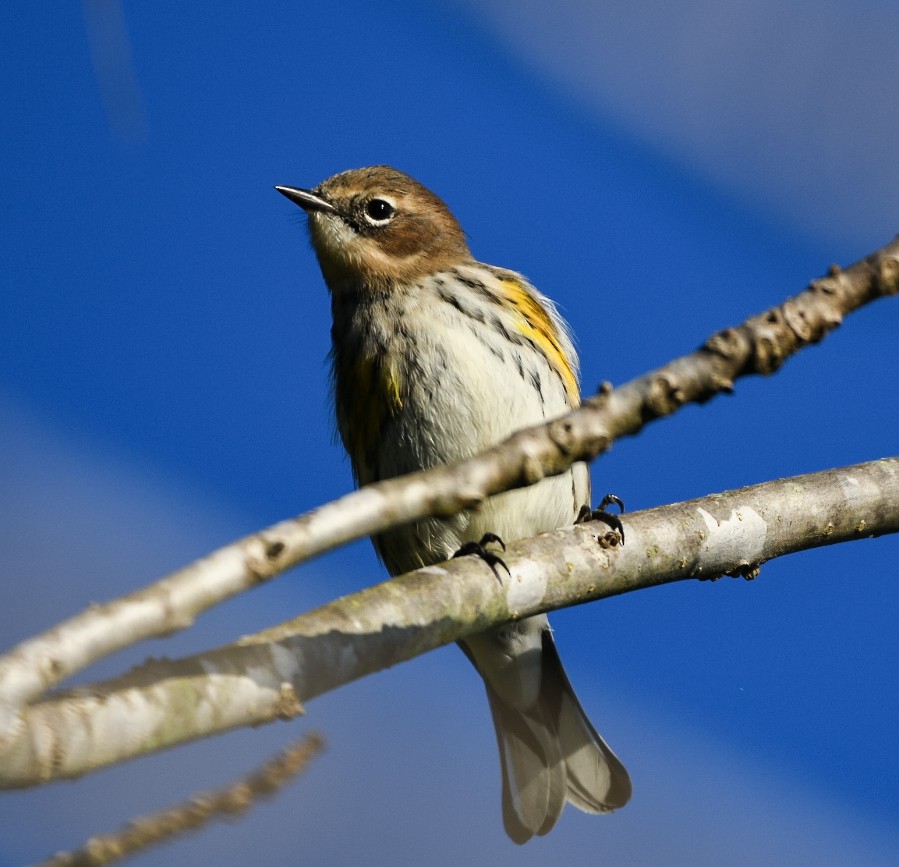 Yellow-rumped Warbler - Liling Warren