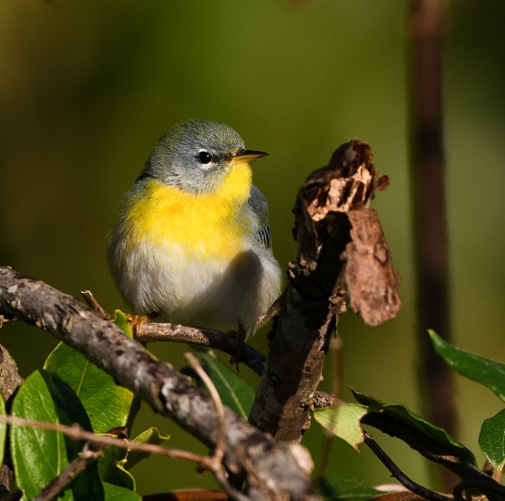 Northern Parula - ML380894841