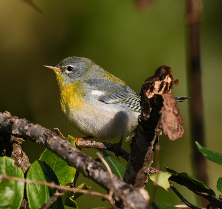 Northern Parula - ML380894851