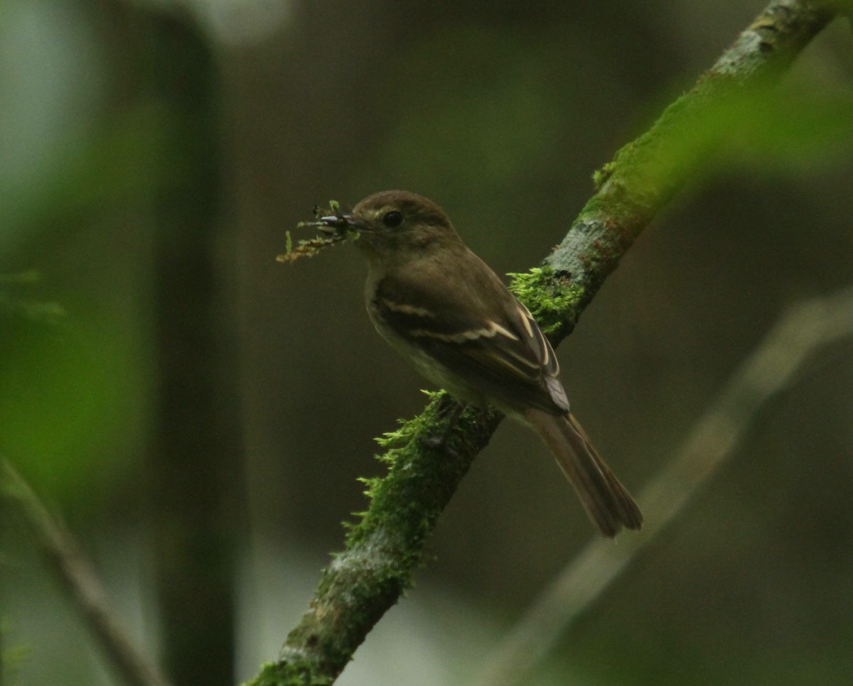 Euler's Flycatcher - ML380895271