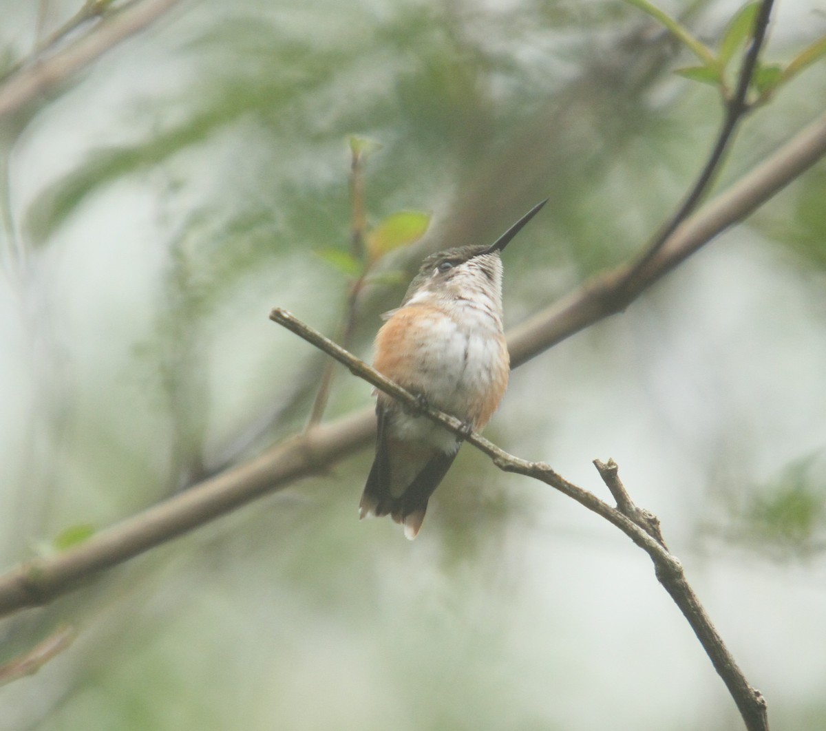 Colibrí Amatista - ML380895671