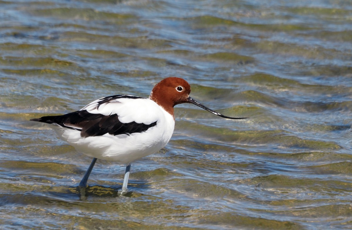 Avocette d'Australie - ML380896101