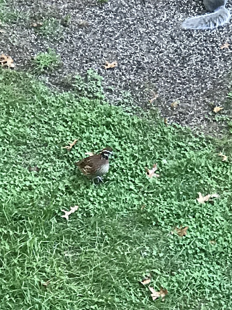 Northern Bobwhite - ML380896851