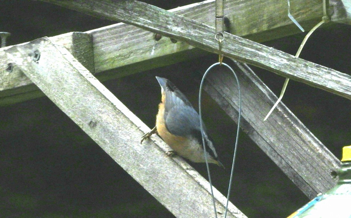 Red-breasted Nuthatch - ML380896991