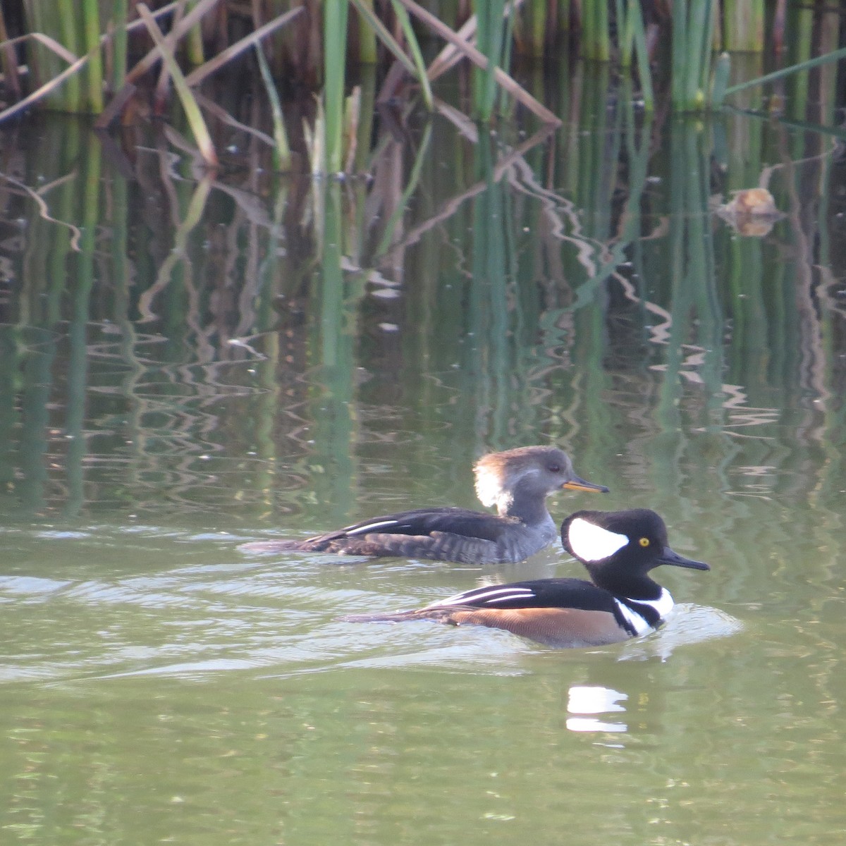 Hooded Merganser - Moira Swinton