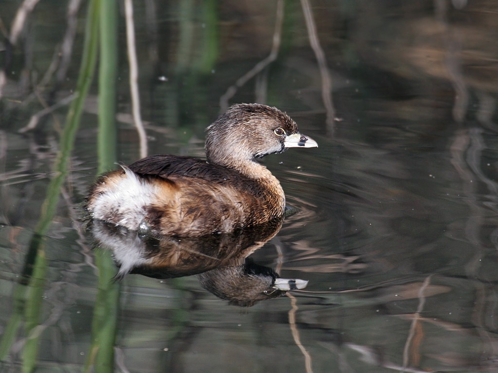 Pied-billed Grebe - Dick Dionne