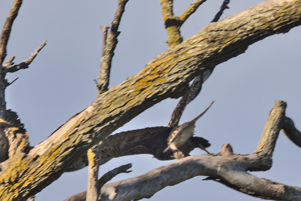 Swainson's Hawk - ML380899151