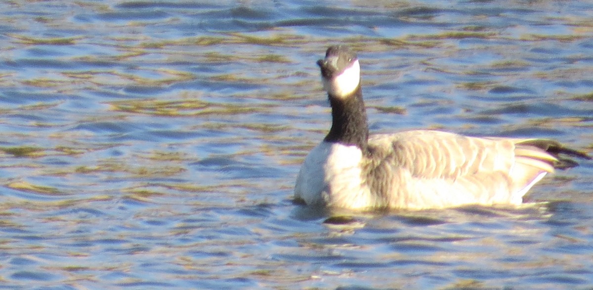 Cackling Goose - ML380899601