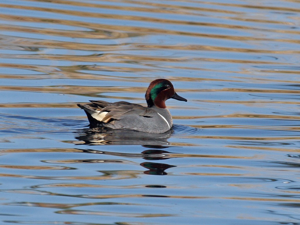 Green-winged Teal - Dick Dionne