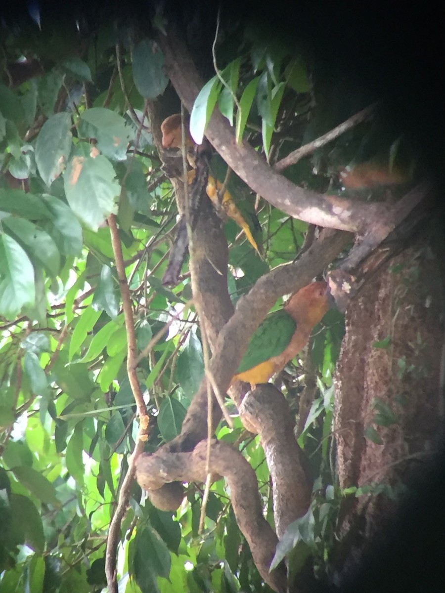 White-bellied Parrot (Black-legged) - ML380900741